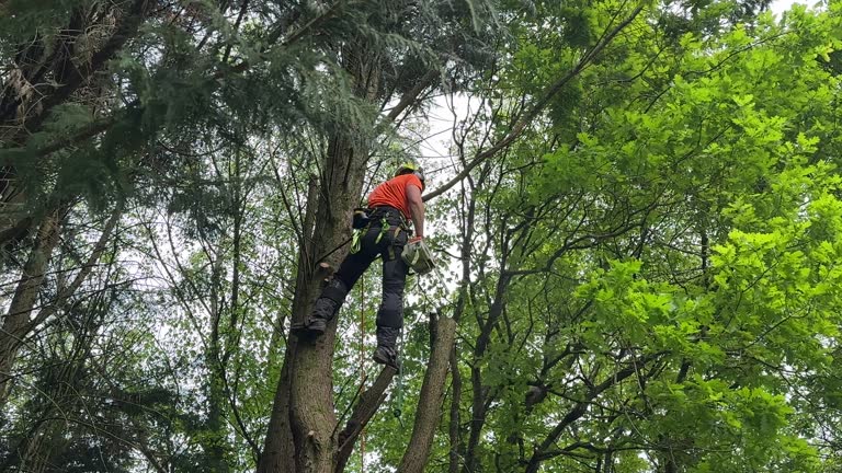 Best Tree Health Inspection  in Kohler, WI